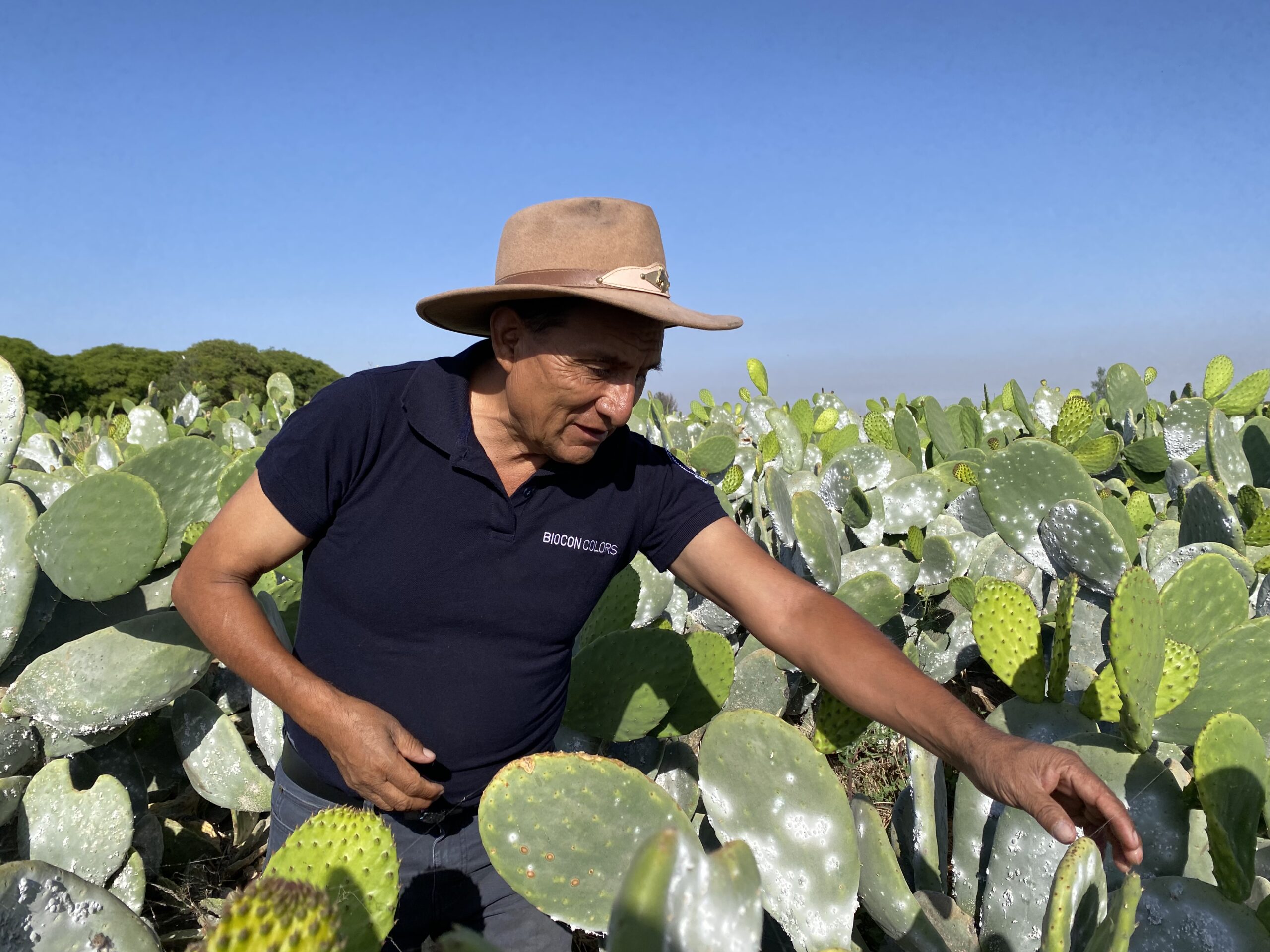 A BioconColors representative in a Peruvian cactus field, inspecting the sustainable cultivation of Cochineal for premium natural colorant production Carmine.